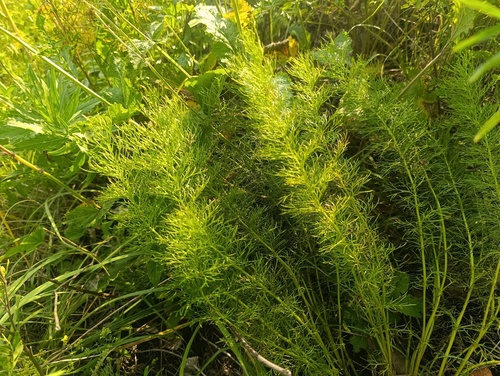 Adonis vernalis, photograph 4