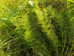 Adonis vernalis, photograph (c) Мирослав Соболев, some rights reserved (CC BY)