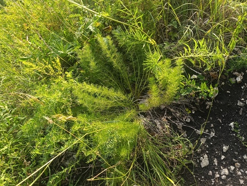 Adonis vernalis, photograph 3
