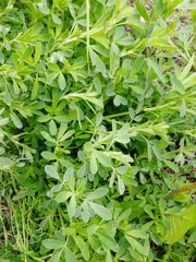 Medicago falcata