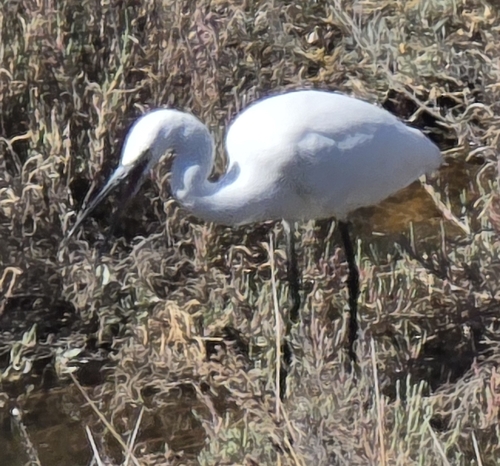 Little Egret