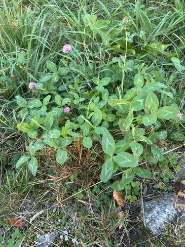 Red Clover