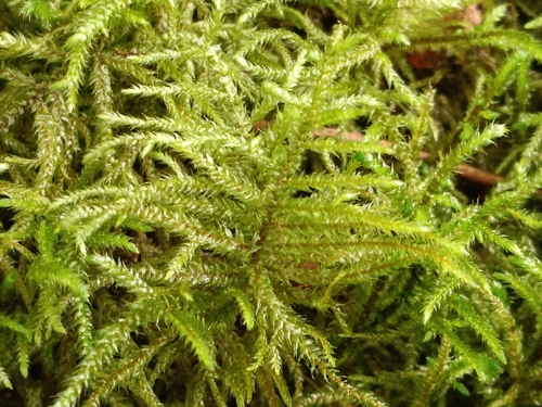 Pterobryopsis observed 2026-09-21