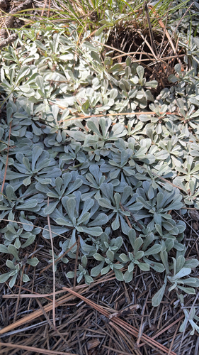 Antennaria parvifolia observed 2026-09-19