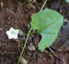 Convolvulus sagittatus