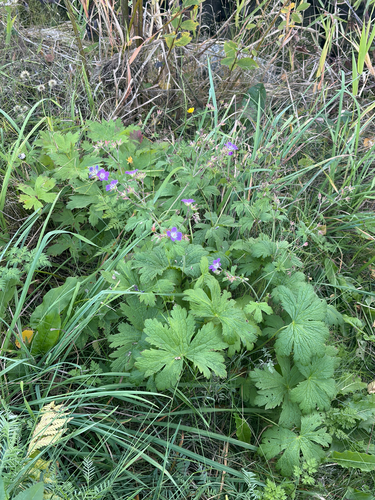 wood crane's-bill