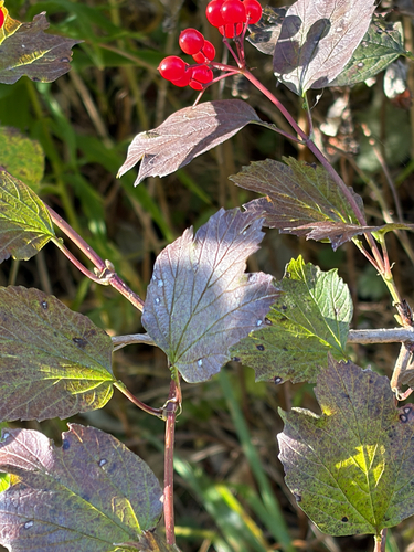 guelder-rose