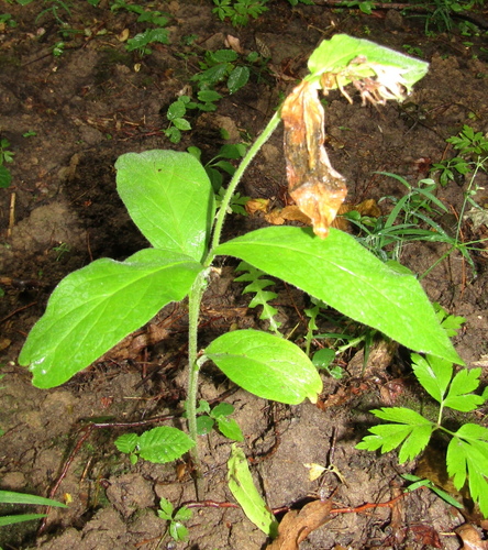 Symphytum tuberosum, photograph 1