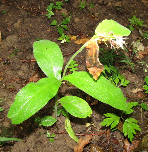 Symphytum tuberosum, photograph 2