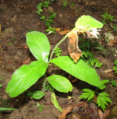 Symphytum tuberosum, photograph (c) Oleksandr Shynder, some rights reserved (CC BY)
