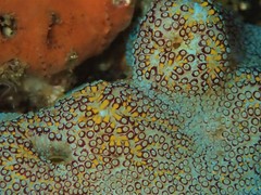 Botrylloides magnicoecus