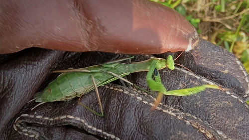 European Mantis