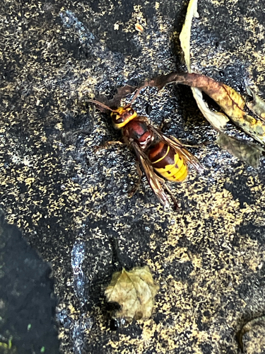 European Hornet