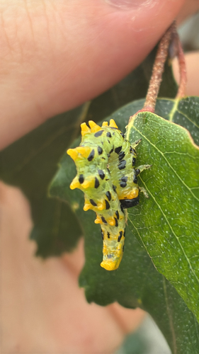 Hazel Sawfly