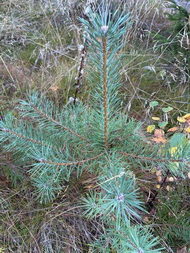Scots pine