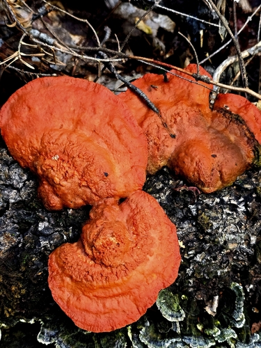Northern Cinnabar Polypore
