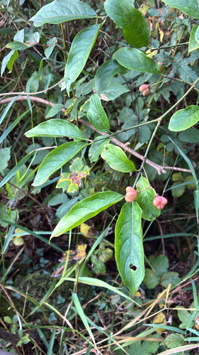Spindle
