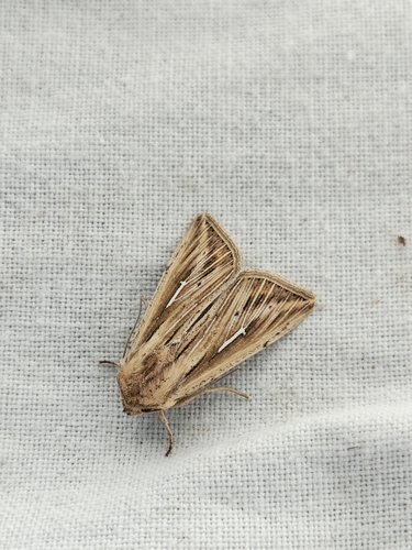 L-album Wainscot