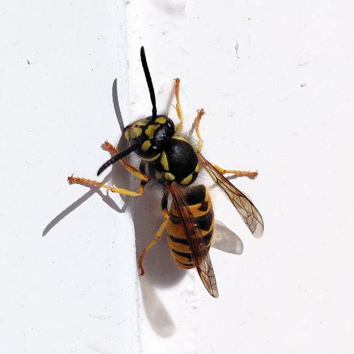 German Yellowjacket