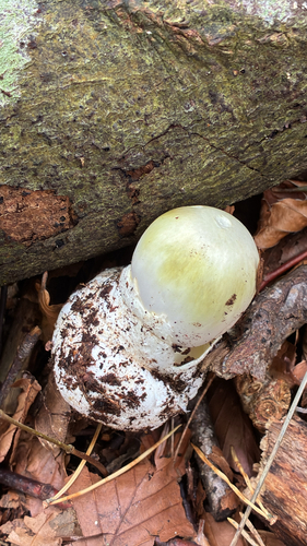 Deathcap