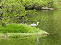 Egretta garzetta