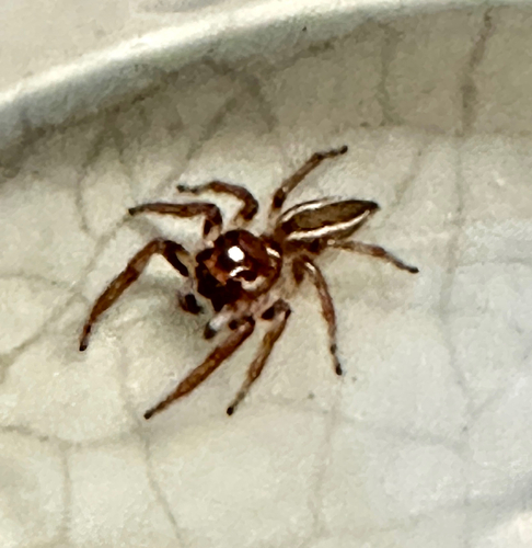Sylvan Jumping Spider