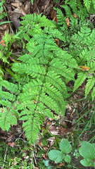 Dryopteris aemula