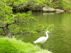 Egretta garzetta