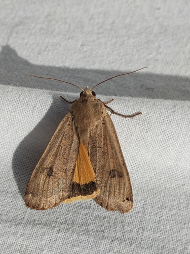 Large Yellow Underwing