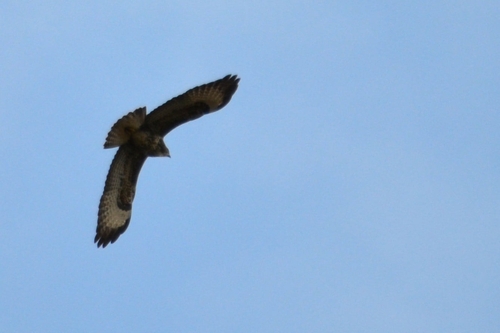 Common Buzzard