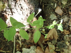 Moehringia trinervia