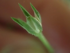 Moehringia trinervia