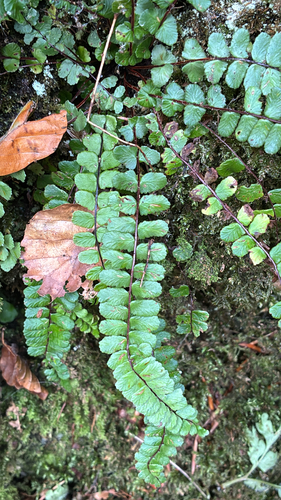 common maidenhair spleenwort