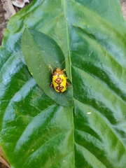 Podontia congregata