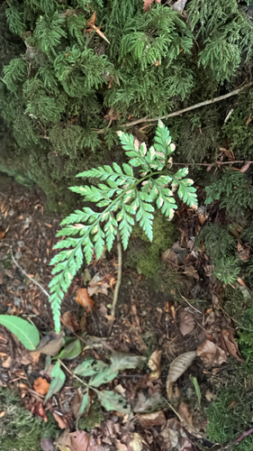 black spleenwort