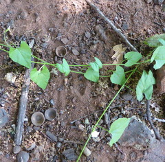 Convolvulus sagittatus