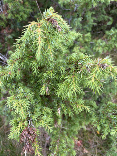 common juniper