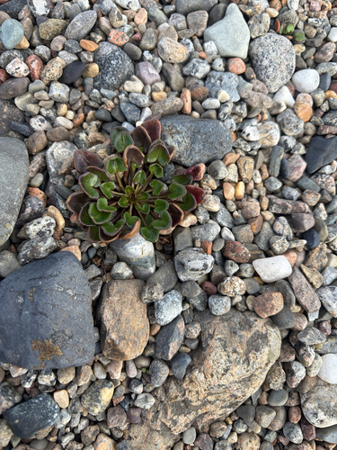Scurvy grass