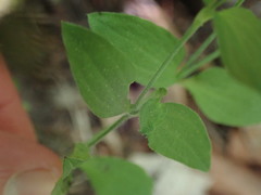 Moehringia trinervia