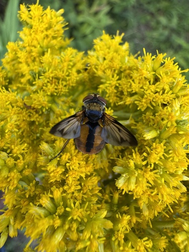 Ectophasia crassipennis