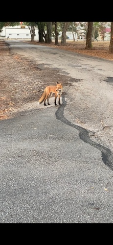 Red Fox