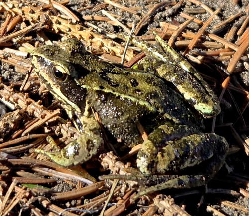 European Common Frog