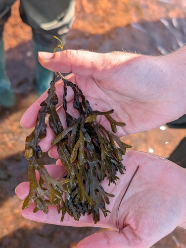 bladder wrack