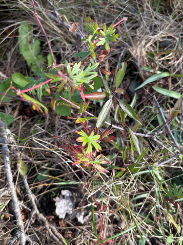 Bloody Crane's-bill