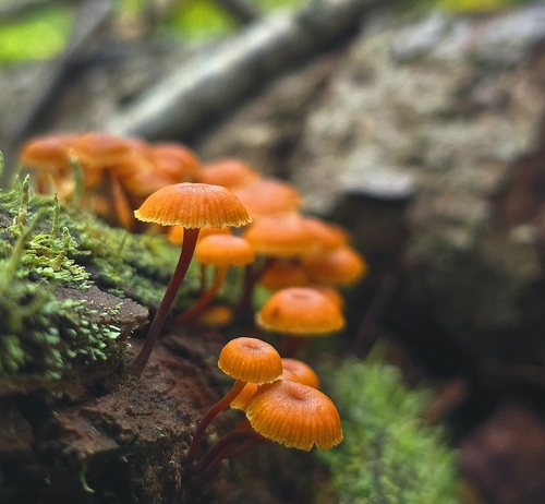 Pinewood Gingertail
