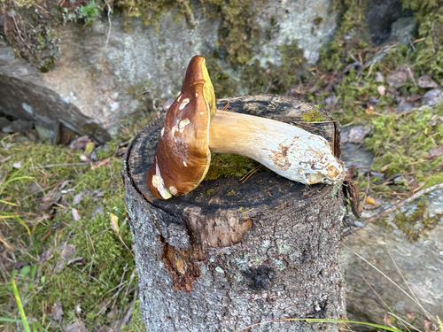 King Bolete