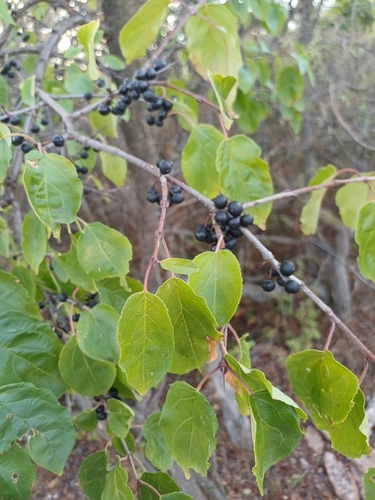 common buckthorn