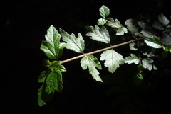 Viburnum parvifolium