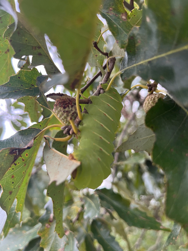 Polyphemus Moth