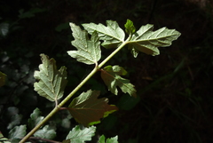 Viburnum parvifolium